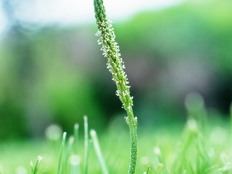 Plantain Seed